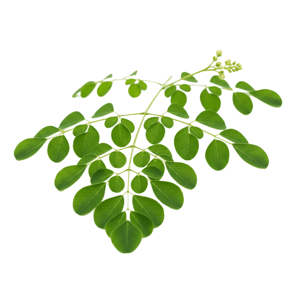 Moringa