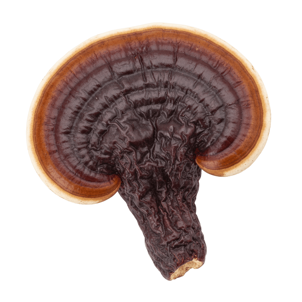 Ganoderma