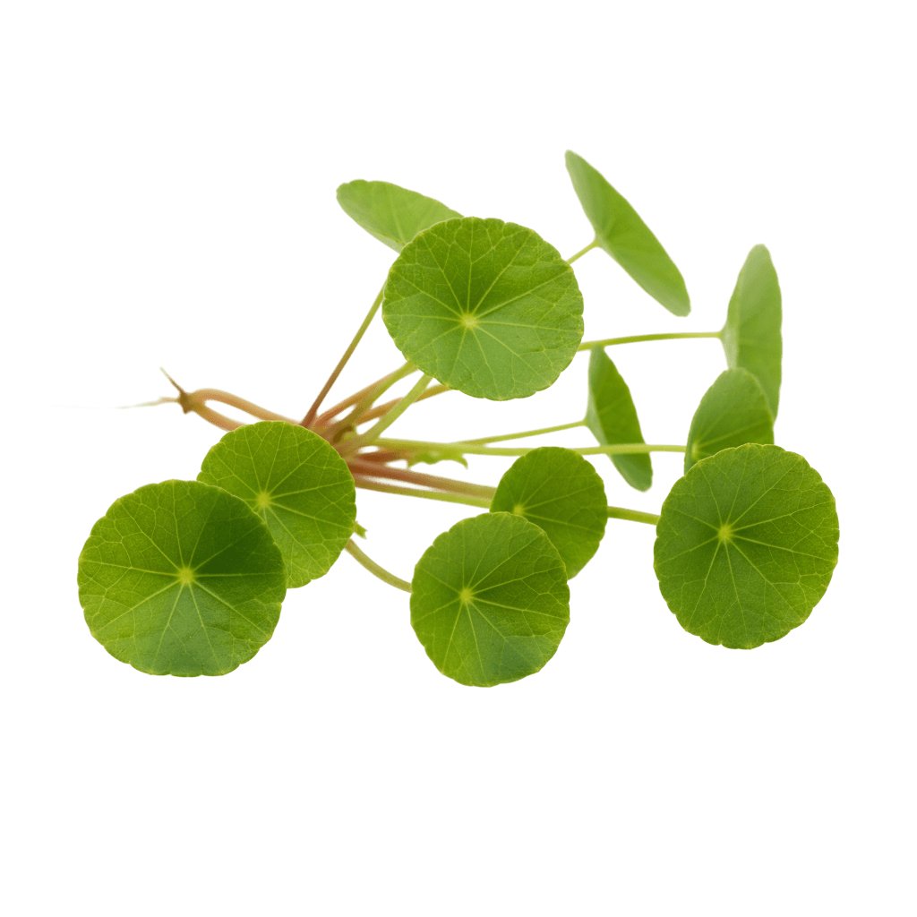 Gotu Kola